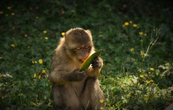 Обезьяна грызет плод манго 