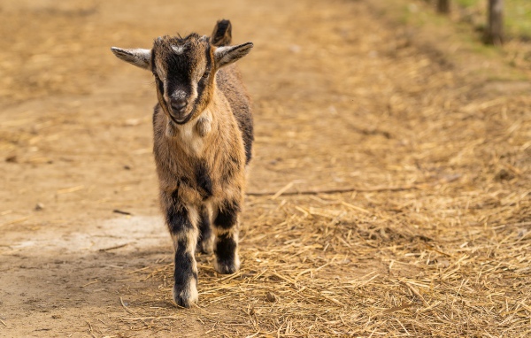 Маленький козленок идет по земле