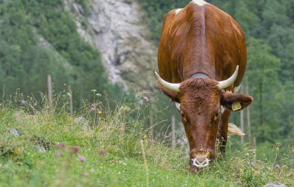 Большая коричневая корова пасется на траве 