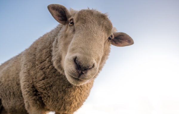 Большая любопытная овца смотрит в камеру