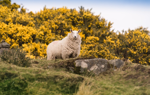 Большая пушистая овца стоит на камне
