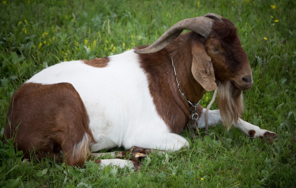 Большой козел лежит на зеленой траве