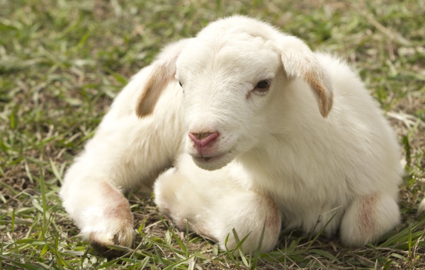 Маленький белый ягненок лежит на траве