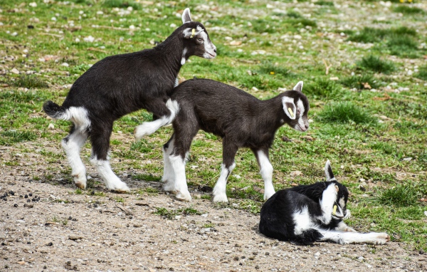 Три маленьких маленьких козленка на траве