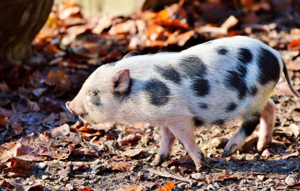 Маленький мини пиг гуляет в парке 
