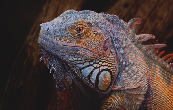 Big blue iguana close up