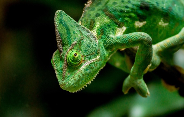 Большой зеленый хамелеон крупным планом