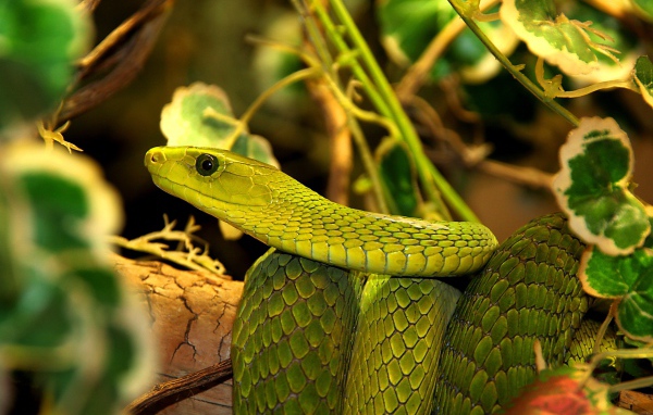 Большая зеленая змея в листьях 