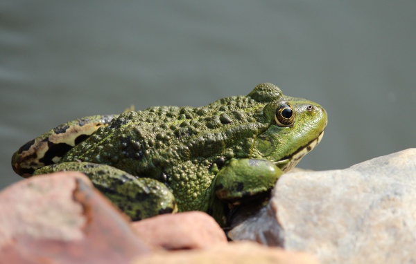 Большая зеленая жаба сидит на камне 