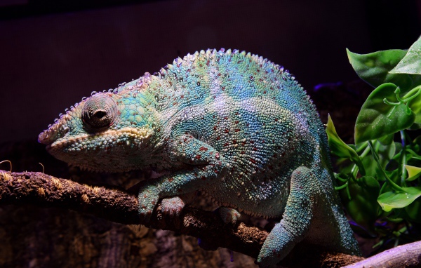 Голубой хамелеон сидит на ветке дерева 