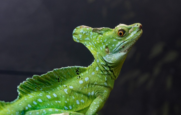 Большой зеленый василиск на сером фоне