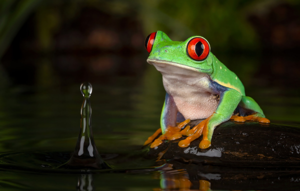 Большая зеленая лягушка на камне в воде 
