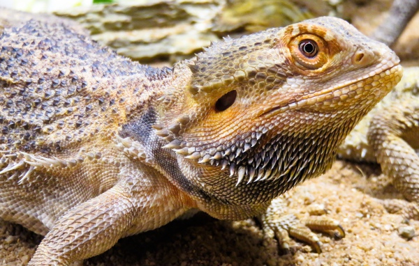 Большая колючая игуана крупным планом