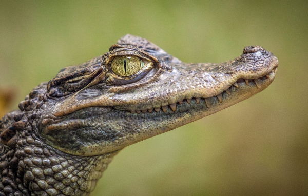 Young alligator with sharp teeth close up