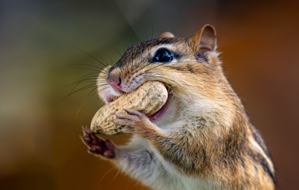 Бурундук с орехом  во рту 