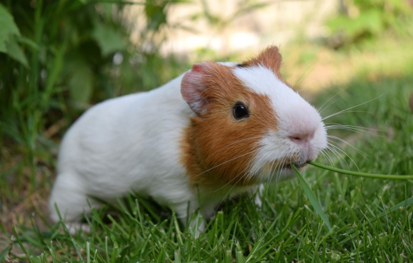 Морская свинка грызет зеленую траву