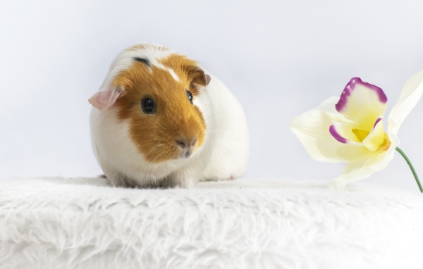Морская свинка с белым цветком орхидеи