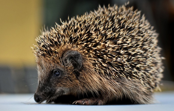 Большой старый колючий еж с длинными иголками