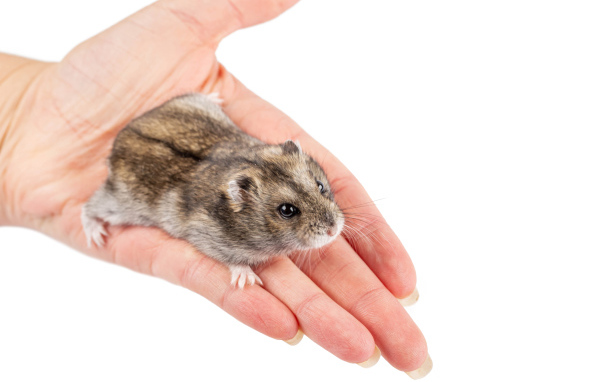 Маленький хомяк джунгарик на ладони 