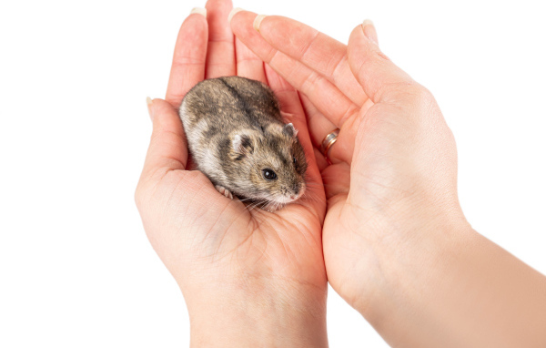 Маленький серый хомяк сидит на ладонях 