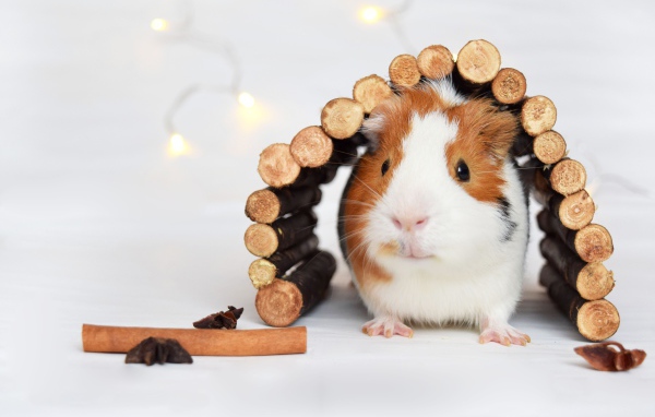 Маленькая морская свинка в деревянном домике
