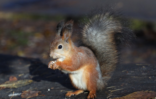 Маленькая рыжая белка грызет орех