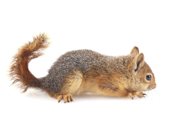 Маленькая рыжая белка на белом фоне 