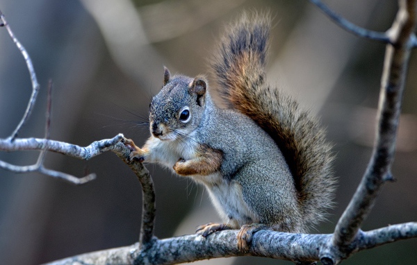Маленькая белка сидит на тонкой ветке 