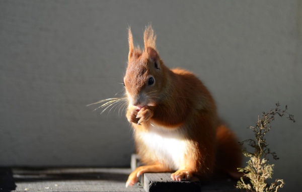 Рыжая белка в лучах солнца на сером фоне 