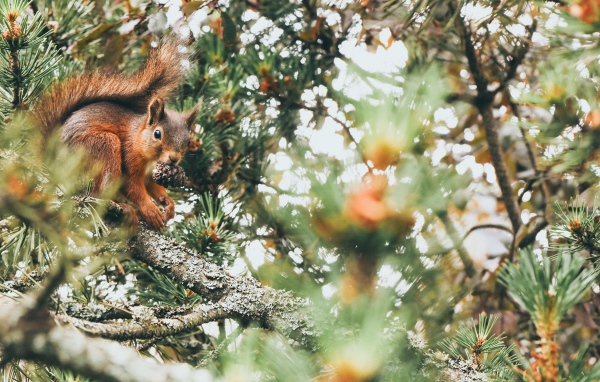 Red squirrel with a cone on a pine branch