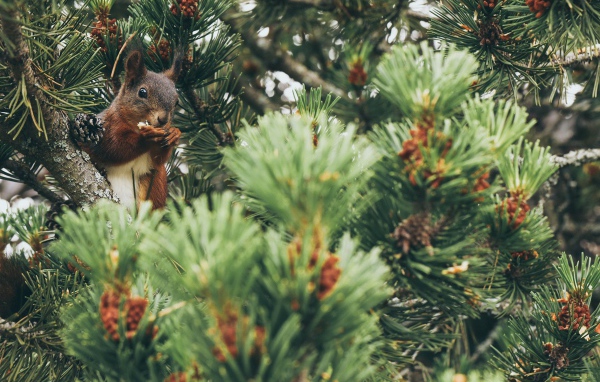 Squirrel gnaws a nut on a pine branch