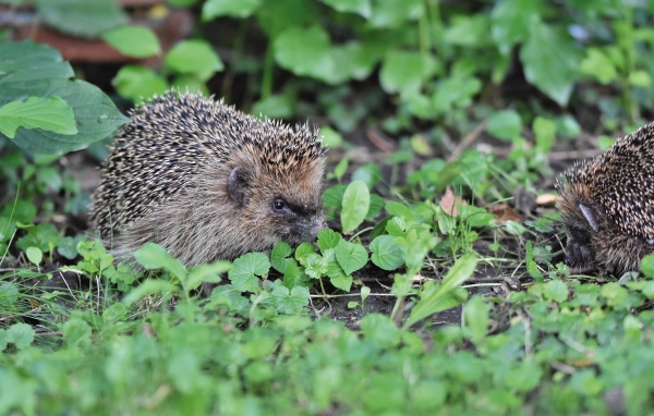 Two spiny hedgehogs on green grass
