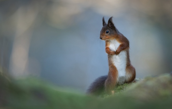 Белый живот у рыжей белки