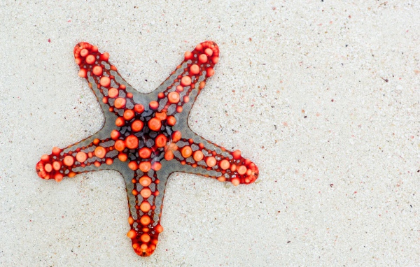 Красивая морская звезда на белом песке 