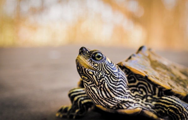 Большая полосатая черепаха 