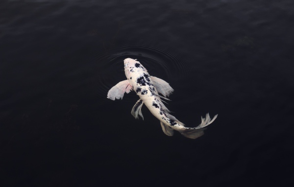 Белый карп в черной воде