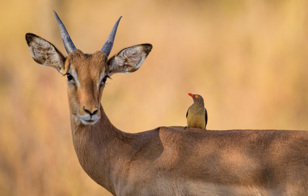 Красивая антилопа с птицей на спине