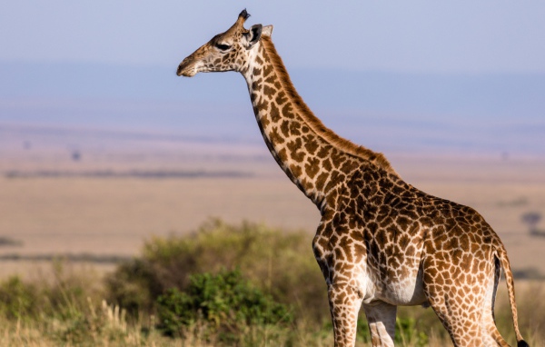 Большой пятнистый жираф гуляет по саванне 
