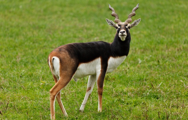 Большая антилопа на зеленой траве