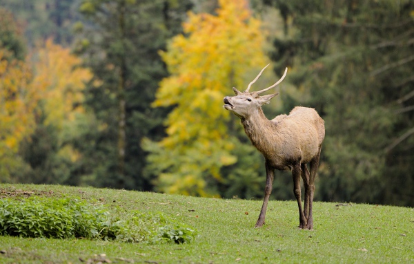Олень кричит в лесу 