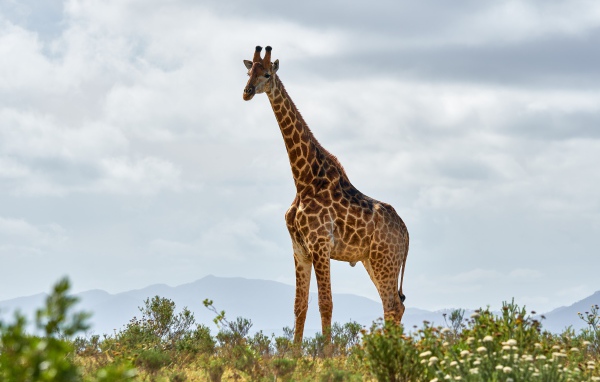 Большой пятнистый жираф в траве 