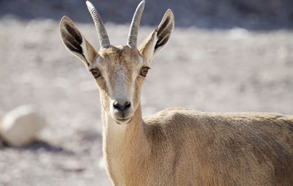 Нубийский горный козёл крупным планом 