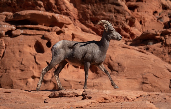 Нубийский горный козёл идет по камням