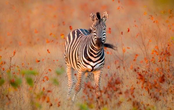 Полосатая зебра идет по сухой траве