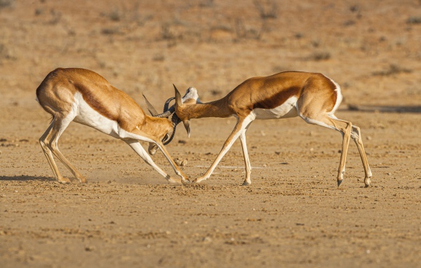 Две газели дерутся в саванне 