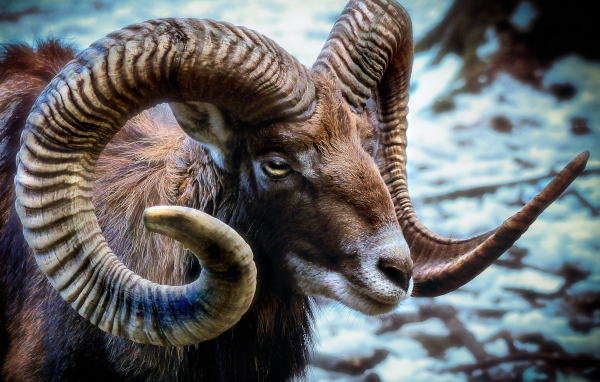 Дикий муфлон с большими рогами