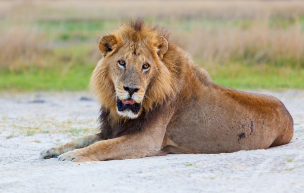 Большой лев с открытой пастью лежит на песке