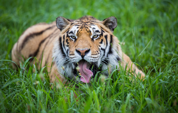 Полосатый тигр с высунутым языком лежит в зеленой траве 