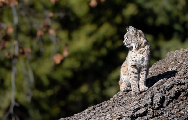 Серая рысь греется в лучах солнца на камне