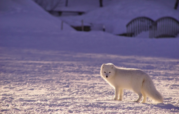 Белый песец идет по холодному снегу 